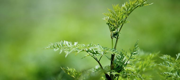 High-quality Chinese TCM Granules and Herbal Extracts from Neo-Green Herbs INC, blending millennial TCM culture with modern R&D techniques.
