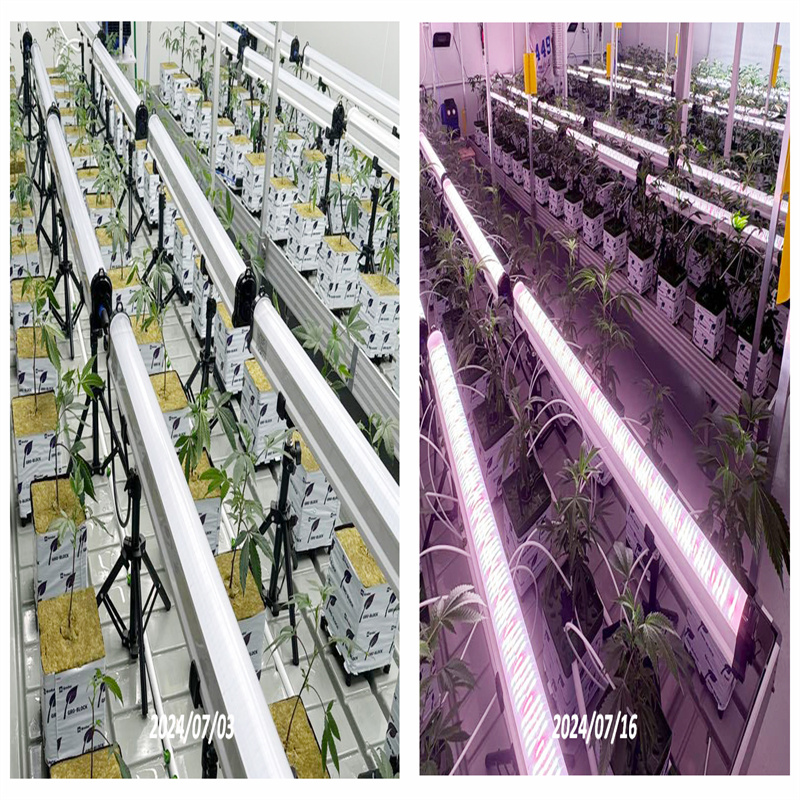 120Watt IP66 - Under Canopy LED Grow Light
