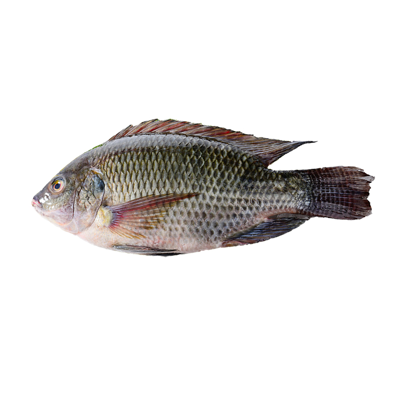 High Quality Seafood Product Black Tilapia