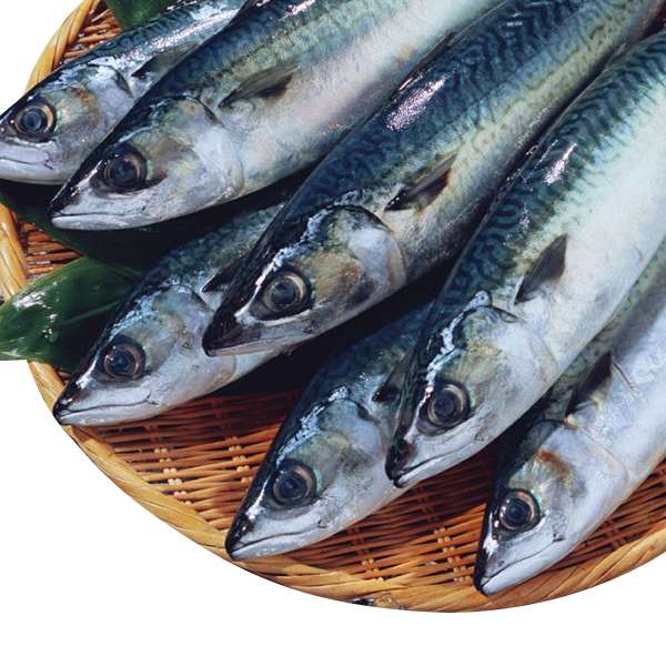 Frozen Pacific Mackerel Landfrozen Mackerel Scomber Japonicus