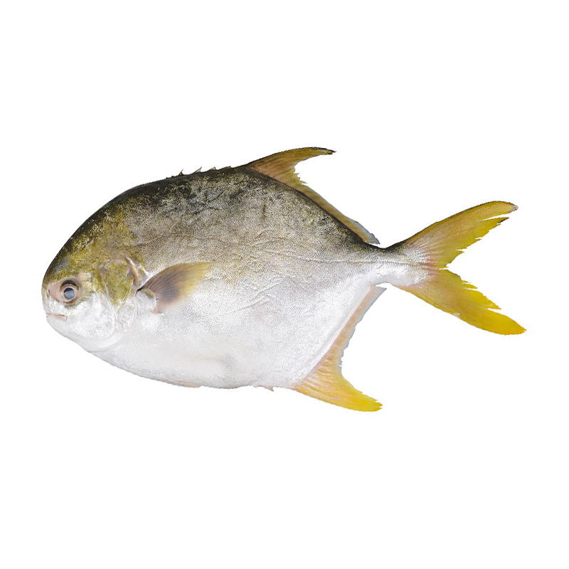 High Quality Frozen Golden Pompano Pomfret Whole Round