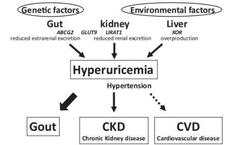 Dottinore: Gout combined with renal impairment may usher in a therapeutic edge