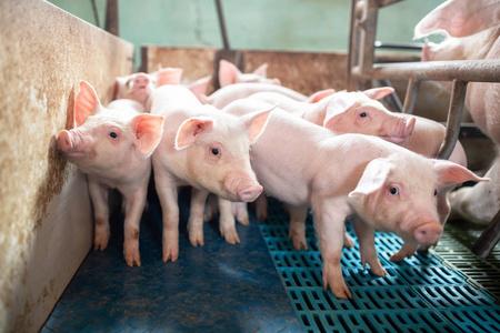 Comprehensive Guide to Filter Pads for Livestock Farms