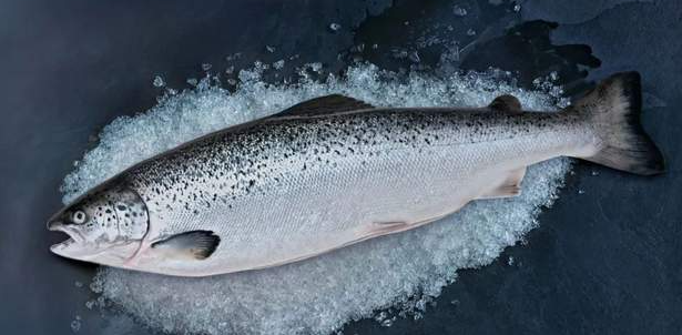 Efficacité de l'aération en aquaculture samon