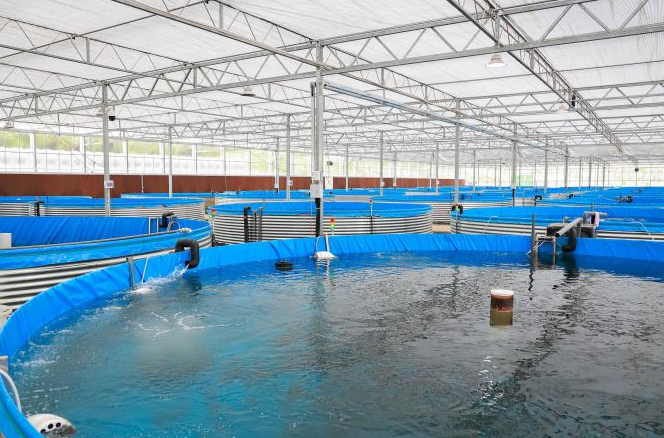 système d'aquaculture MBBR