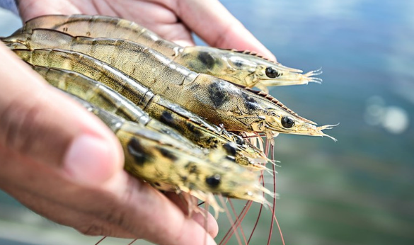 Crevettes indonésiennes super-intensives RAS