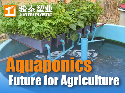 Le plus grand avantage de l'aquaponie : un avenir durable pour l'agriculture