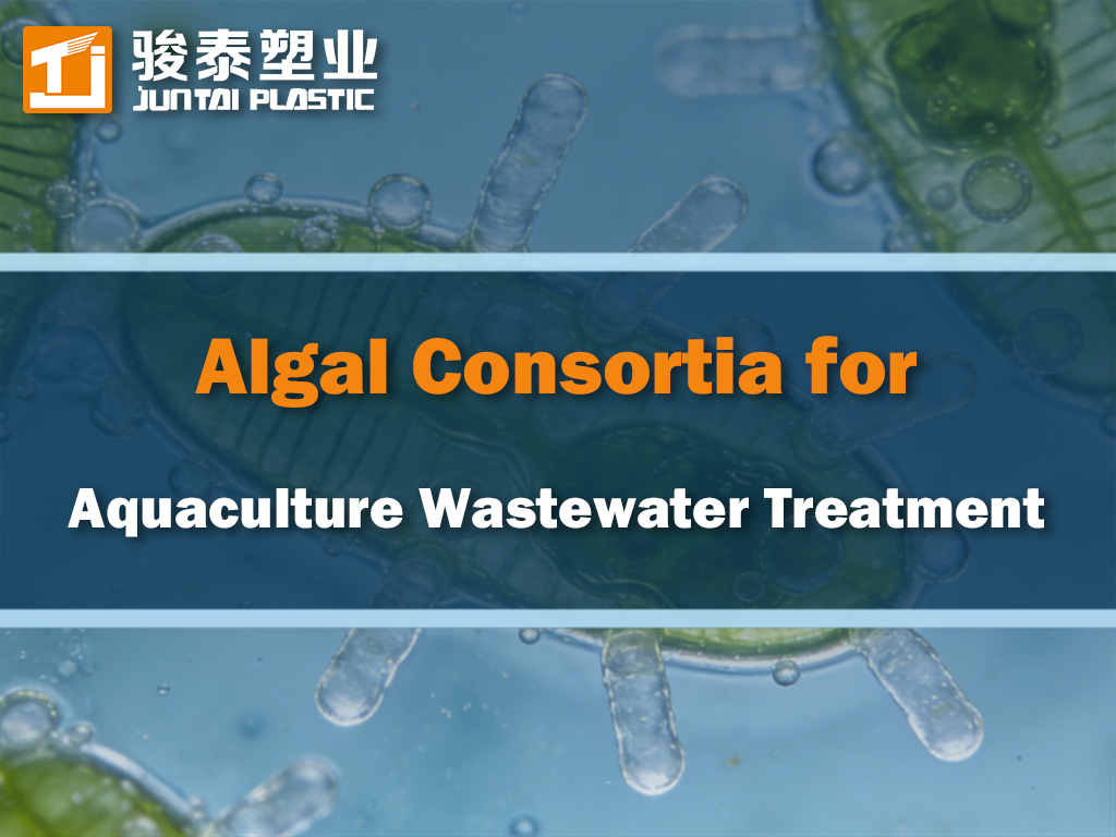 Cultivation of Endogenous Algal Consortia for Aquaculture Wastewater Remediation toward Net-Zero Carbon Emission