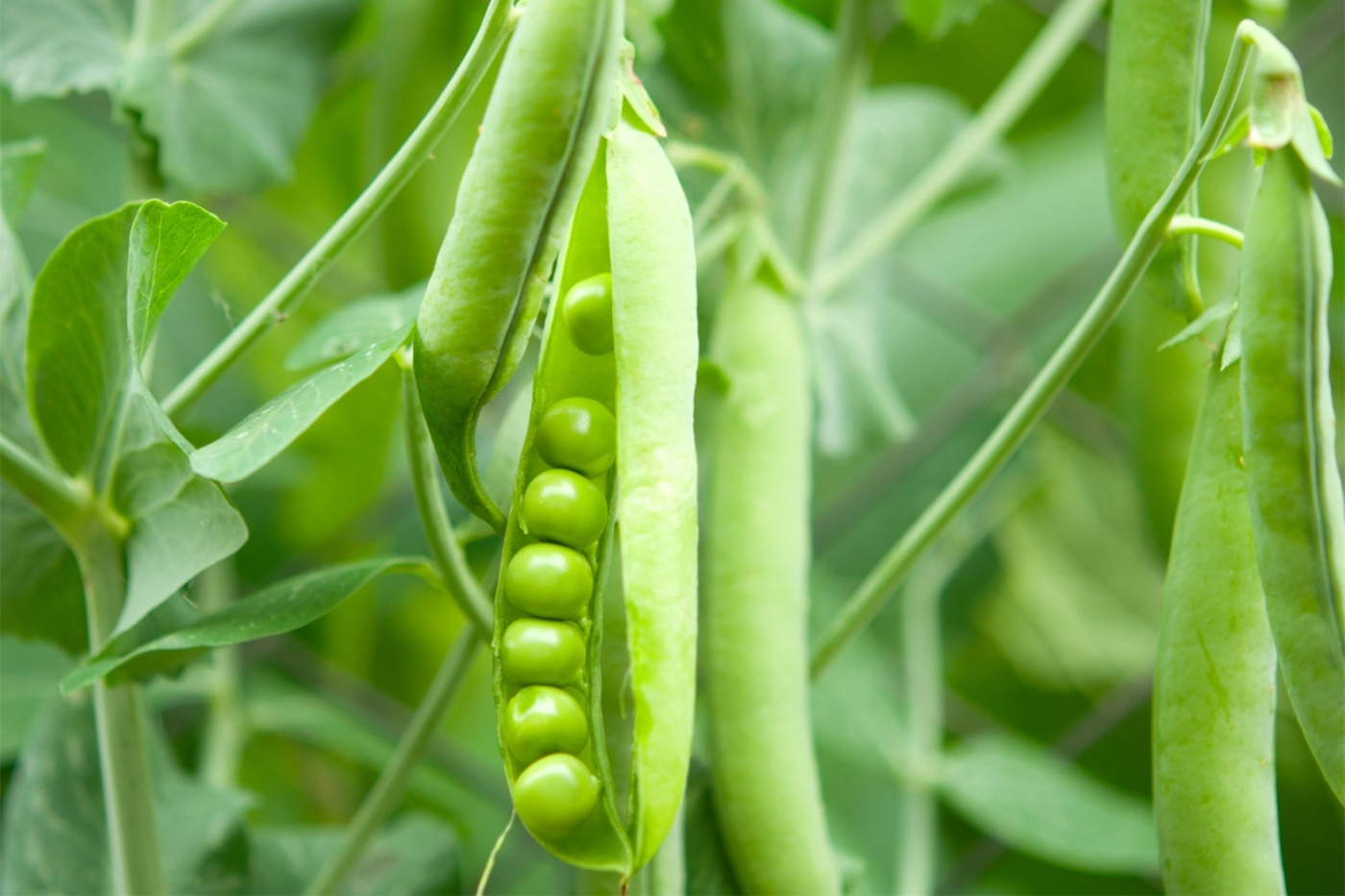 Pea Peptide Powder
