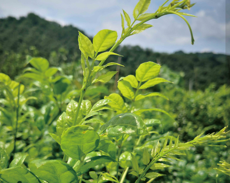 Vine Tea Extract