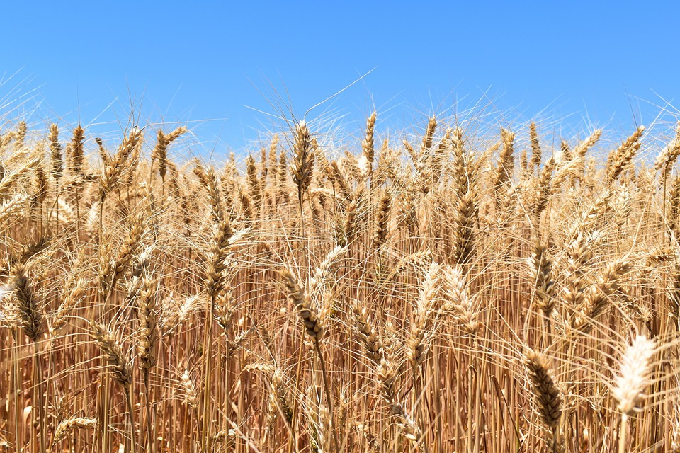Wheat Oligopeptide Powder