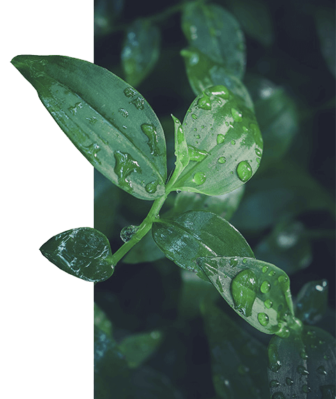 contact_side_bg-1