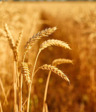 Ist flüssiges hydrolysiertes Weizenprotein wirklich besser als Soja-, Erbsen- oder Reisprotein für Körperpflegeprodukte?