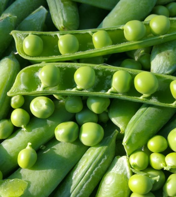 Poudre de peptide de pois
