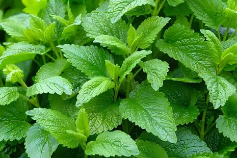 Lemon Balm Leaf Extract2