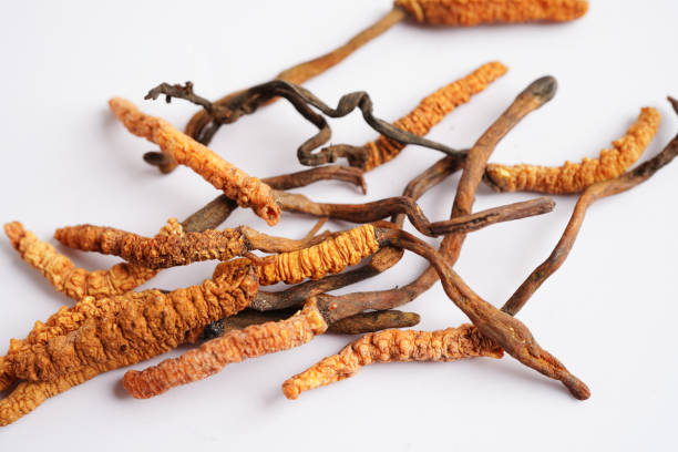 Cordyceps militaris peptide powder