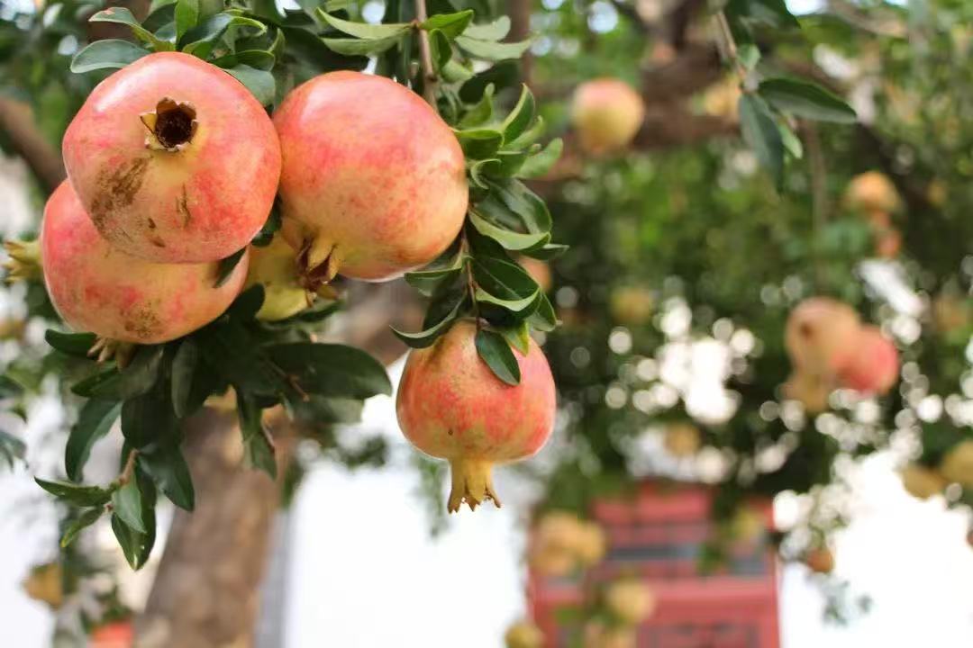 Chancen im Trend natürlicher Antioxidantien: Warum Marken Granatapfelschalen in ihre Produktbeschreibungen einbinden
