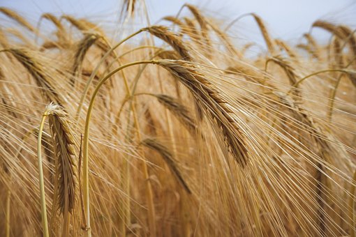 Warum fügen immer mehr Marken ihren Shampoos hydrolysiertes Weizenprotein hinzu?