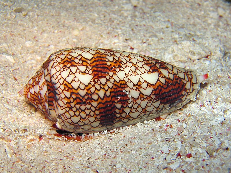 Conotoxin