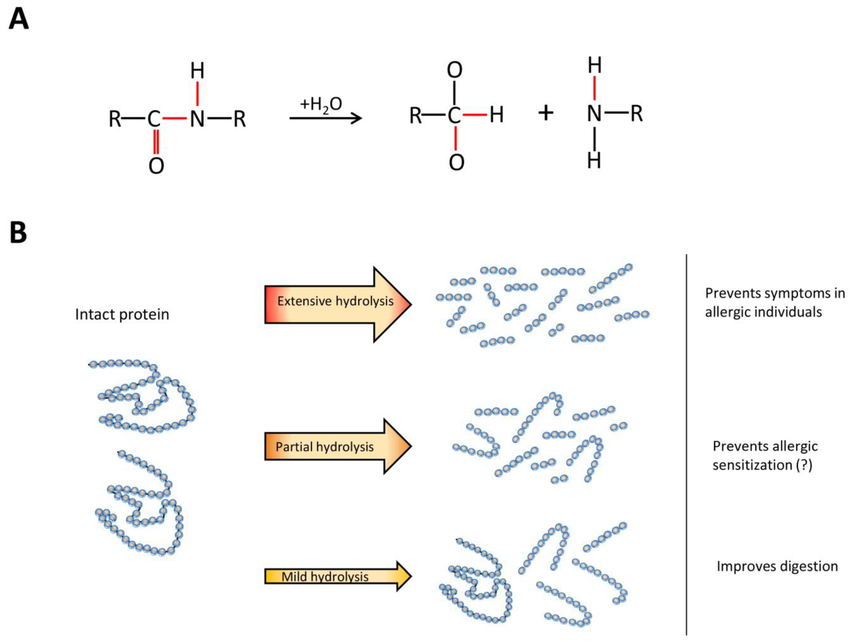 Le processus d'hydrolyse des protéines et ses produits - Une réaction chimique des protéines