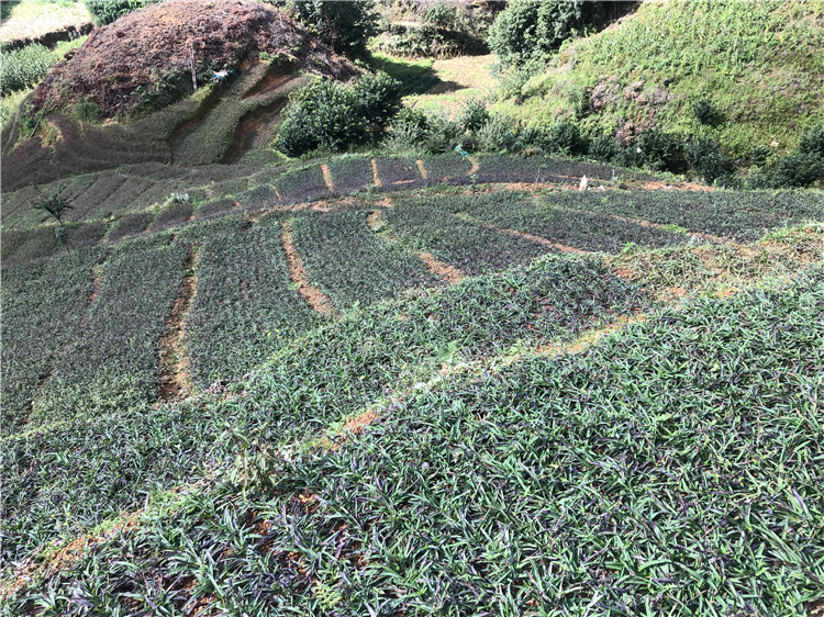 planting base (2)