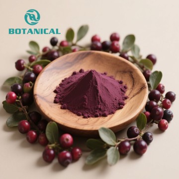 Organic Bilberry Extract Powder