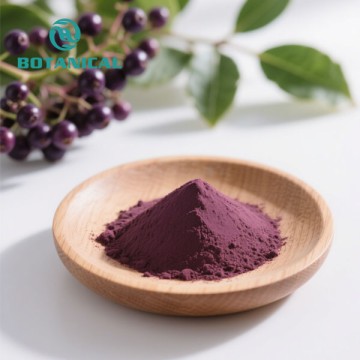 Organic Black Elderberry Extract Powder