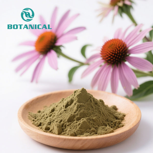 Echinacea Purpurea Extract Chicoric Acid Powder.jpg