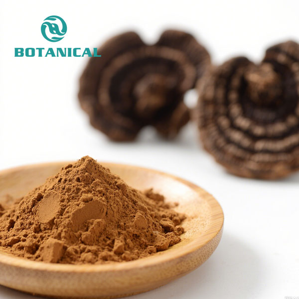 Phellinus Linteus Powder Natural Mushroom Extract 2.jpg