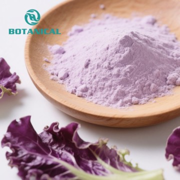 Pó de extrato de repolho roxo
