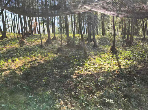 Base de matière première Epimedium 2