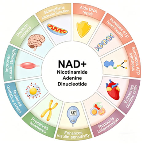 NAD+ Wirksamkeitsübersicht