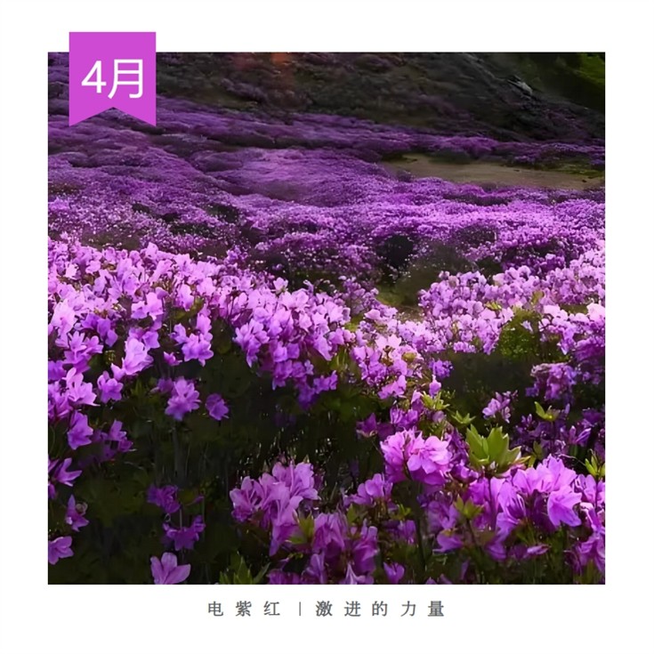 4、Electric Purple Radical Power