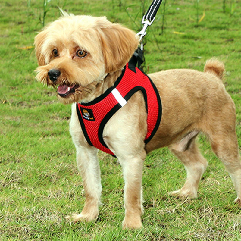 Step in Small Dog Harness