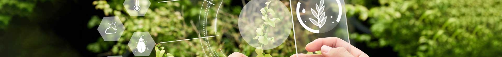 Rhodiola Extract Powder