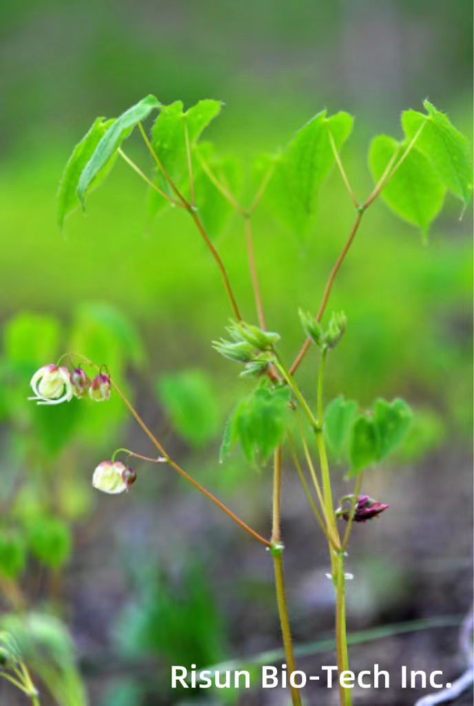 Epimedium Extract: The Natural Gift of a Healthy Secret