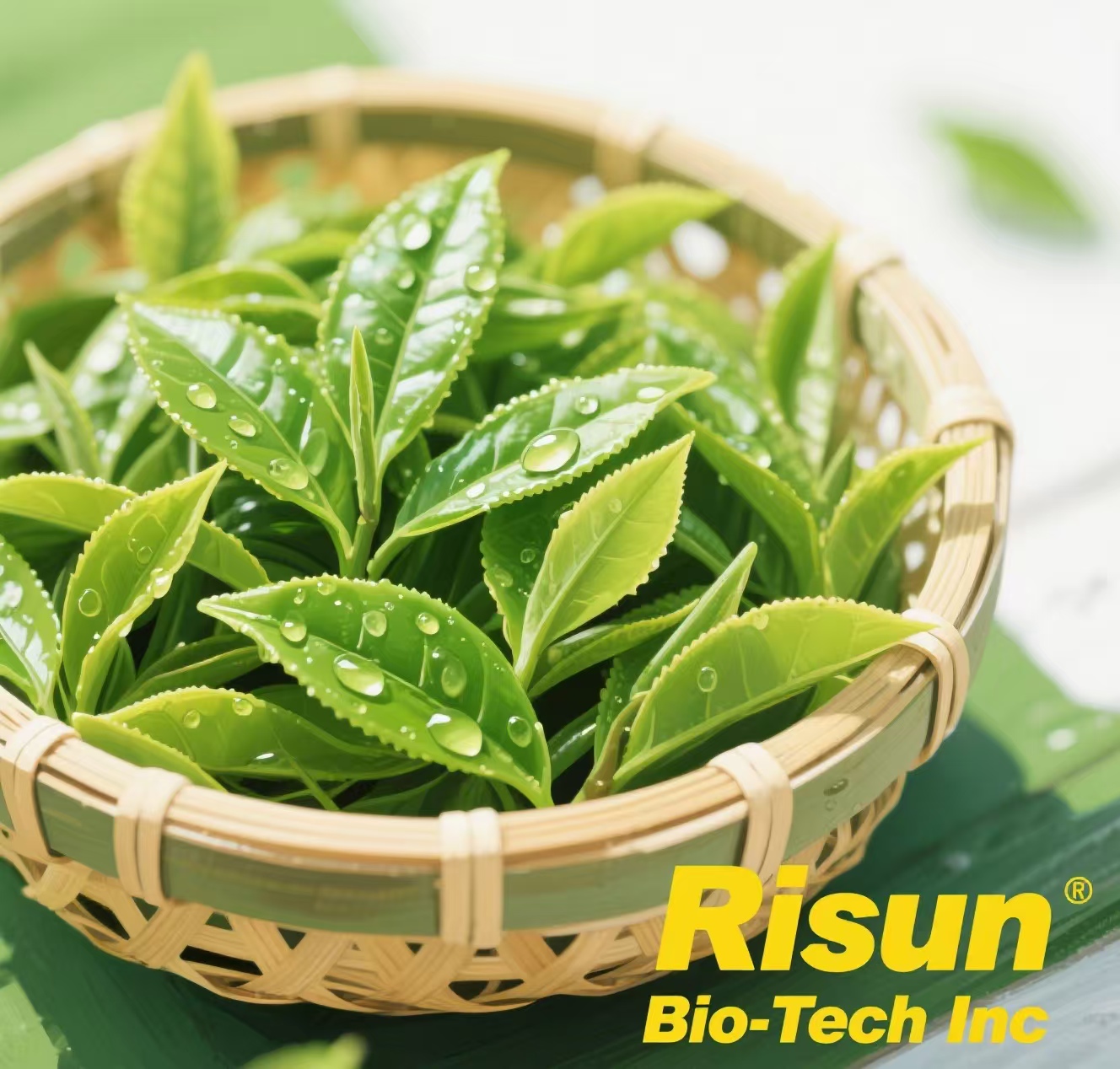 From Food to Beauty Products, Green Tea Extract Has Become A Highly Sought-After Item in Multiple Fields