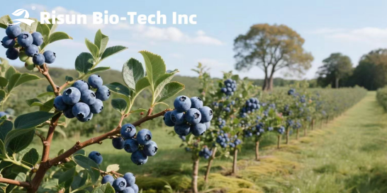 Bubuk Blueberry (1).png