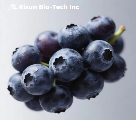 Blueberry Powder: Natural Nutrition Combining Antioxidant Benefits, Vision Protection, and Immune Boosting
