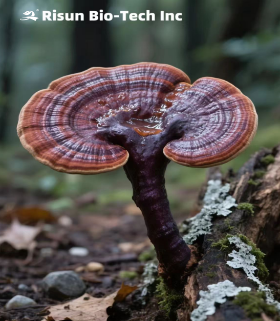 Ganoderma Lucidum Extract(1).png