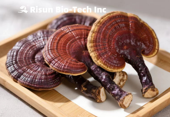 Ganoderma Lucidum Extract(2).png