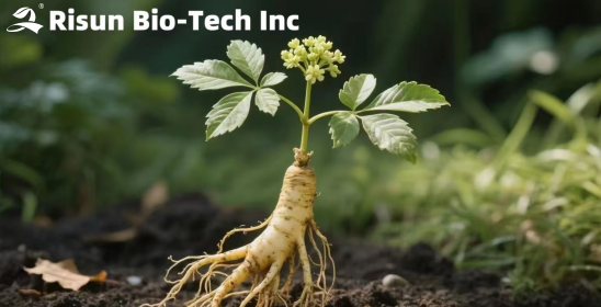 Ekstrak Ginseng (2).png
