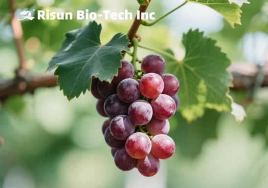 ​Grape Seed Extract: Natural Health Power Hidden in Grape Seeds