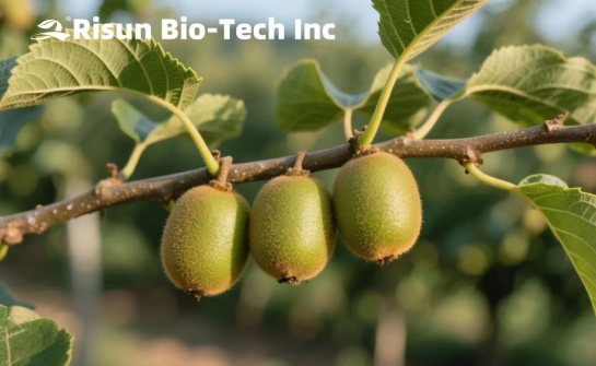 Kiwi Fruit Powder(1).png