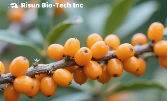 Sea Buckthorn Powder: A Natural Health Guardian,Strengthen Spleen and Digestion, Protect Cardiovascular System