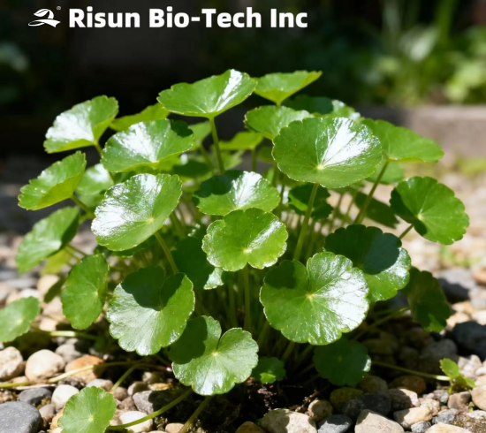 Centella Asiatica Extract Raw Material Market Analysis Report: Supply and Demand Patterns and Price Trends During the New Harvest Season