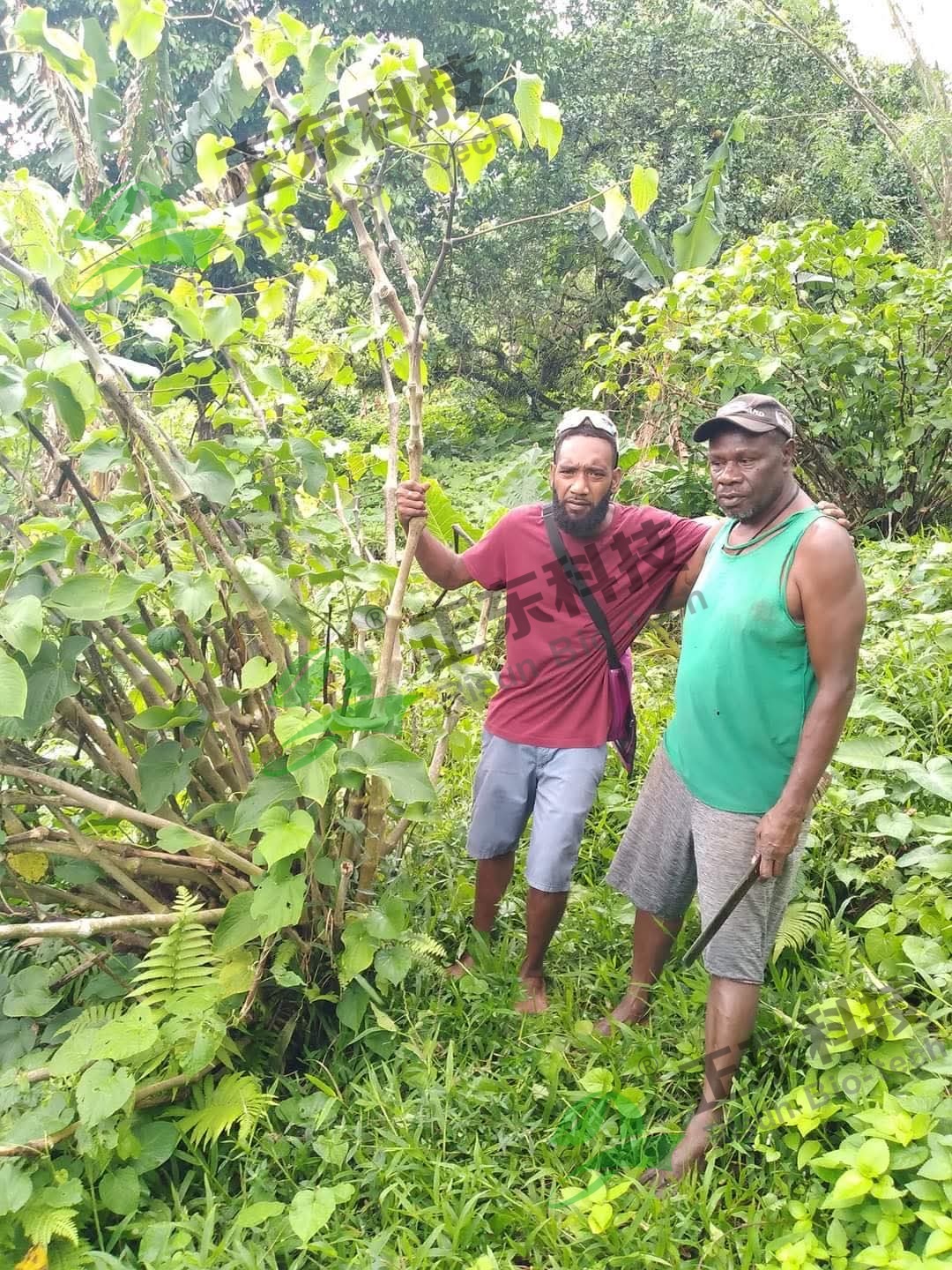 Kava Extract(1).jpg