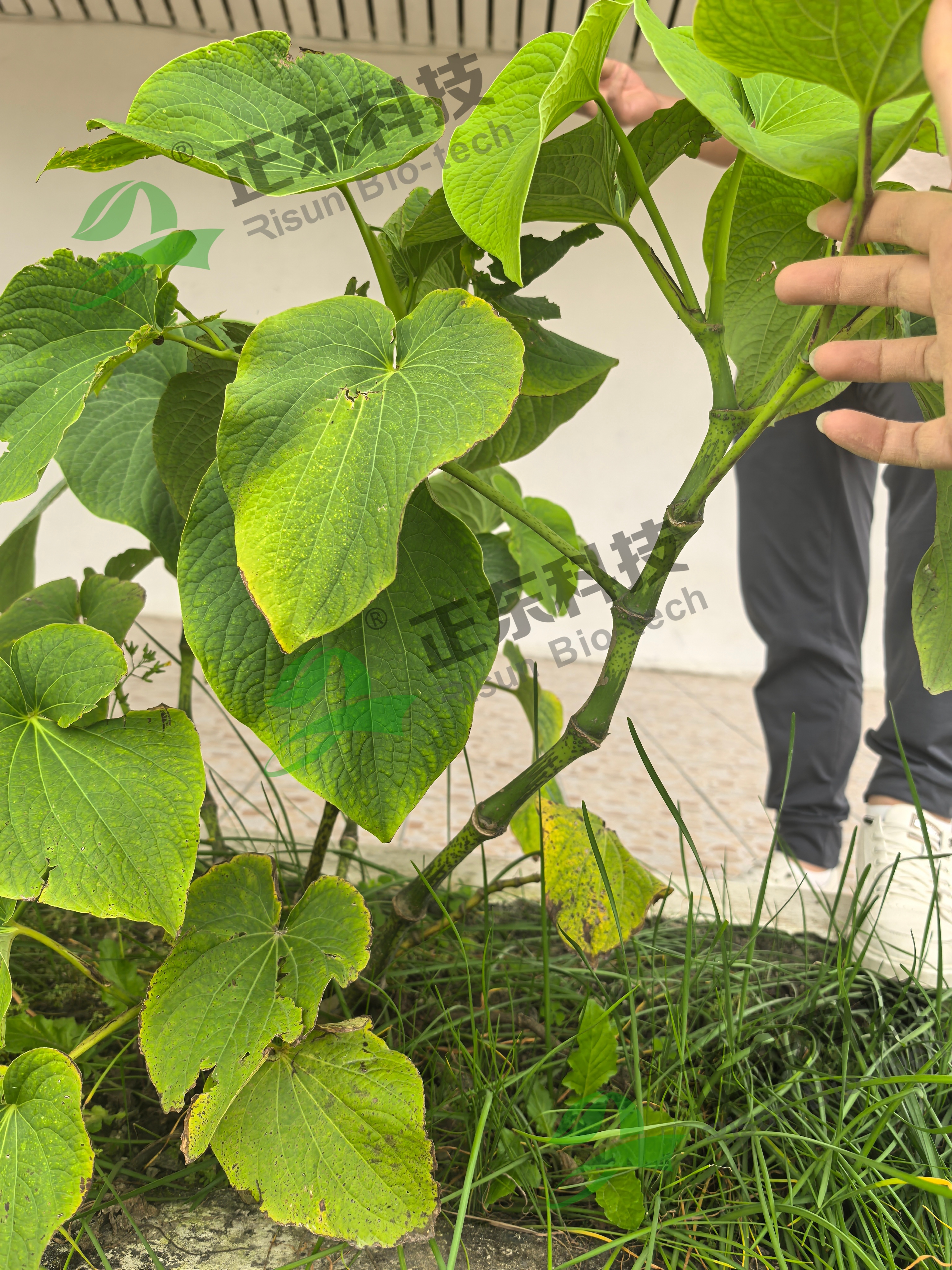 Kava Extract (2).jpg