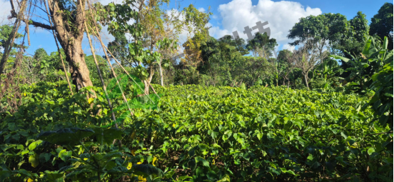 Kava Raw Material(2).png