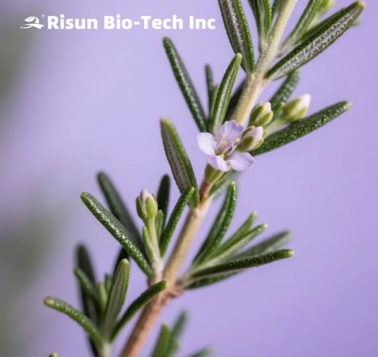 Rosemary Raw Material Prices Continue to Rise, Posing A Cost Challenge For The Supply Chain.